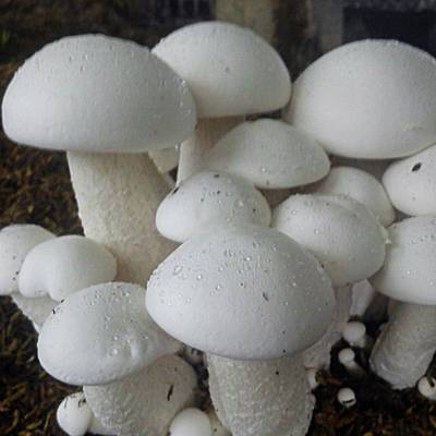 grenfel Milky Mushroom Spawn/Seeds Edible 600 Gm CO2 Variety Set of Branded Seed Seed