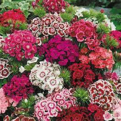 Mozette Diantnus Flower Seed(32 per packet)