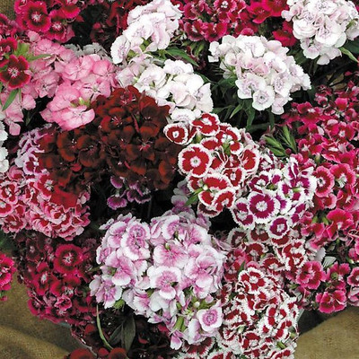 Paudha Diantnus Flower Seed(46 per packet)