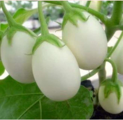 VibeX NBIR-42 - White Brinjal Eggplant Oblong Round - (1350 Seeds) Seed(1350 per packet)