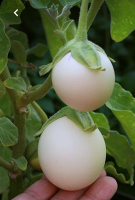KANAYA Brinjal White Round Eggplant Hybrid Seed(14 per packet)