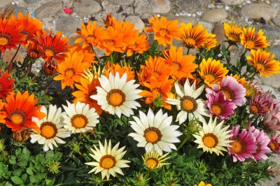 Poches Gazania Flower Seed(30 per packet)