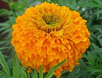 Infigarden MariGold Orange Flower Seed(16 per packet)