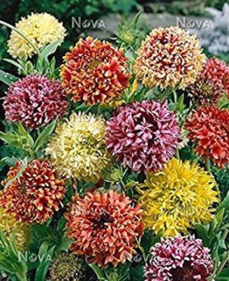 Mozette Gallardia Flower Seed(37 per packet)