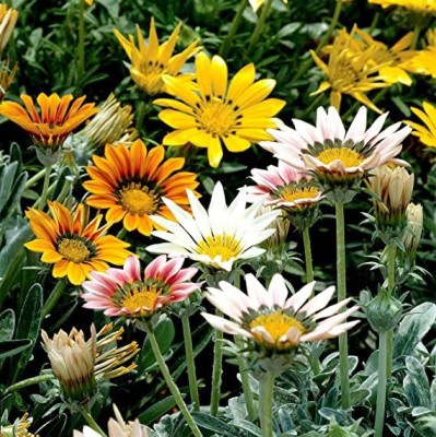 Mozette Gazania Flower Seed(17 per packet)