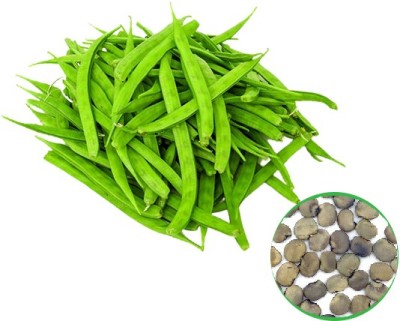 Early Green Organic Cluster Beans 150 Seed(150 per packet)