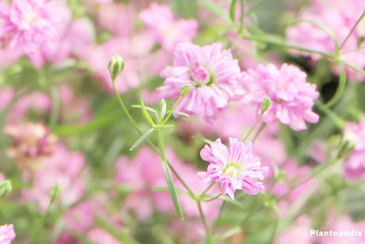 XOLDA Gypsophila Flower Seed(26 per packet)