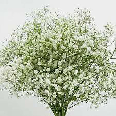 Mozette Gypsophila Flower Seed(22 per packet)