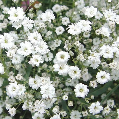 Paudha Gypsophila Flower Seed(16 per packet)