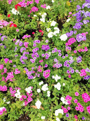 XOLDA Diantnus Flower Seed(46 per packet)