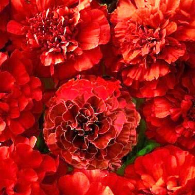 XOLDA MariGold Red Flower Seed(41 per packet)