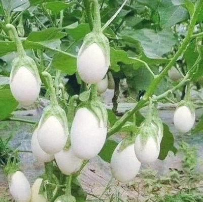 CYBEXIS XLR-40 - White Brinjal Eggplant Oblong Round - (1350 Seeds) Seed(1350 per packet)