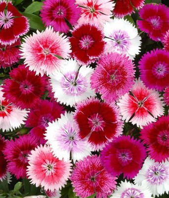 Paudha Diantnus Flower Seed(46 per packet)