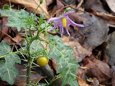 Kapebonavista Solanum xanthocarpum 4 months old sapling plant, it is a plant not a seed Seed(1 per packet)