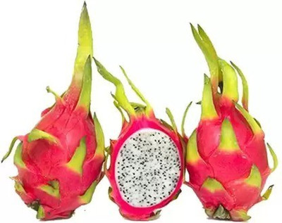 Aro Dragon Fruit Seed(18 per packet)
