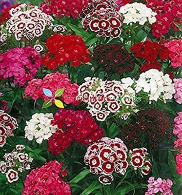 Paudha Diantnus Flower Seed(46 per packet)