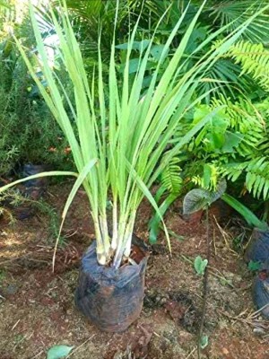 PEEPALSFARM Lemon Grass Plant(Hybrid, Pack of 1)