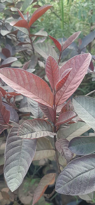 GreenyOn Guava Plant(Hybrid, Pack of 1)