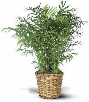 KUMUBON Areca Palm(Hybrid, Pack of 1)