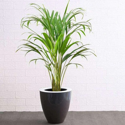 KUMUBON Areca Palm(Hybrid, Pack of 1)