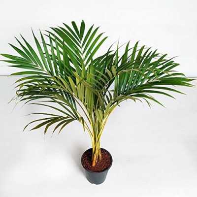 KUMUBON Areca Palm(Hybrid, Pack of 1)