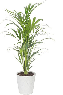 Ukanda Areca Palm(Hybrid, Pack of 1)