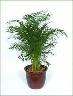 My Dream Nursery Areca Palm(Hybrid, Pack of 1)