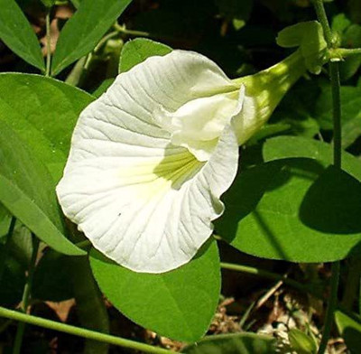 Mohomaya Aparajita/ Butterfly Pea Plant(Hybrid, Pack of 1)
