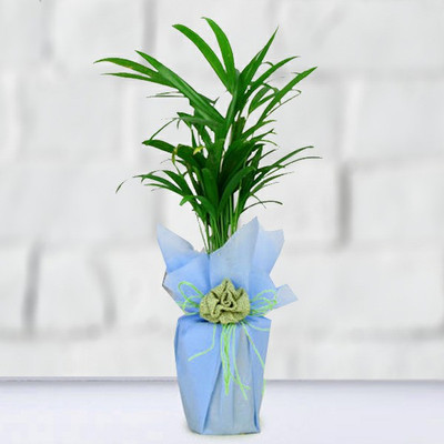 Ukanda Areca Palm(Hybrid, Pack of 1)