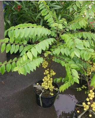 Risenshine Amla Plant(Hybrid, Pack of 1)