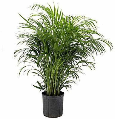 Ukanda Areca Palm(Hybrid, Pack of 1)