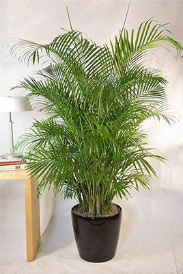 Ukanda Areca Palm(Hybrid, Pack of 1)