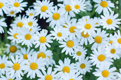 XOLDA Daisy White Flower Seed(37 per packet)