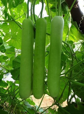 UGRA Long Bottle Gourd Seeds Seed(500 per packet)