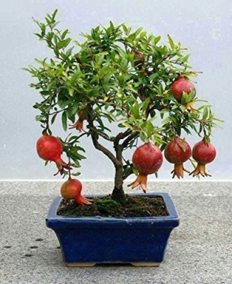 Earth Hopper Dwarf Bonsai Suitable Pomegranate Anar Fruit Seeds- Trial Pack of 5 Seed(5 per packet)