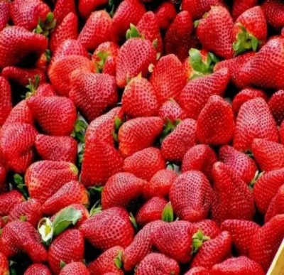 Chalisa Strawberry, Strawberries Seed(130 per packet)