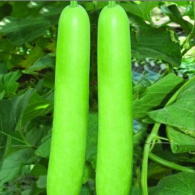 UGRA Long Bottle Gourd Seeds Seed(400 per packet)