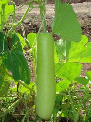 UGRA Bottle Gourd Seed Seed(300 per packet)