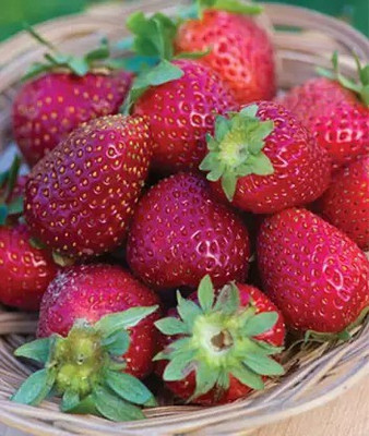 Aro Strawberry, Strawberries Seed(220 per packet)