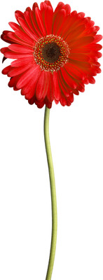 Mozette Daisy Red Flower Seed(42 per packet)