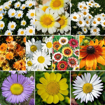 Mozette Daisy Mix Flower Seed(12 per packet)