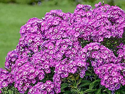 Mozette Phiox Flower Seed(37 per packet)