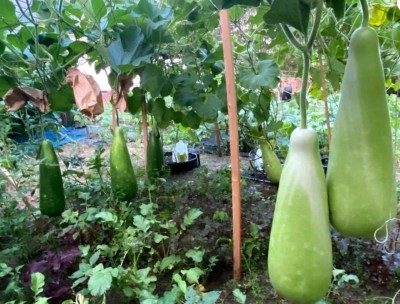 UGRA Bengali khodu/Bottle gourd seeds Seed(250 per packet)