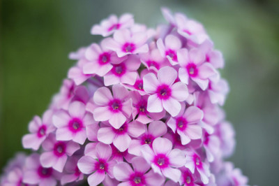 XOLDA Phiox Flower Seed(27 per packet)
