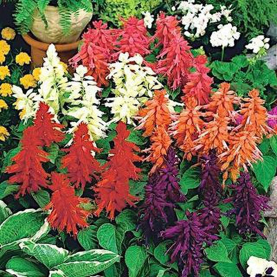 Mozette Salvia Mix Flower Seed(22 per packet)