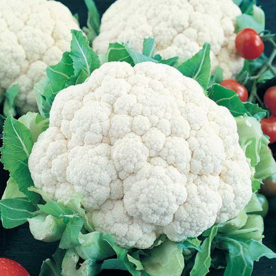 CYBEXIS Snowball Cauliflower Variety2000 Seeds Seed(2000 per packet)