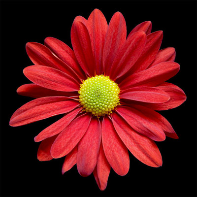 Mozette Daisy Red Flower Seed(52 per packet)