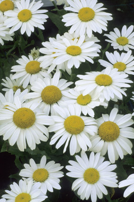 Mozette Daisy White Flower Seed(42 per packet)