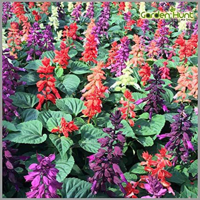 ME Traders Salvia Mix Flower Seed(45 per packet)