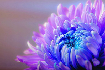 Mozette Chrysanthemum Flower Seed(17 per packet)